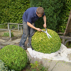 Professional Gardeners London